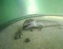 Baby Blue Tongue eating Snails