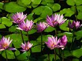 muskys-button-box-musicneapolitan-waltz-oh-marie.html