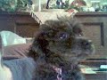 トイプードル動画