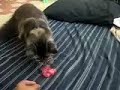 Bitoy' Funniest Video: Para daw aso si TU'SHA  (3rd placer)