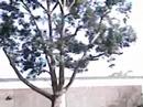 Drey fights a HAWK!!! Drey fights a HAWK!!!