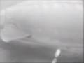 Sturgeon spearing 2008 Lake Winnebago --underwater camera