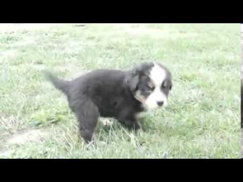 Toledo Ohio Puppies girl 6