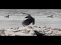 Another Crow landing EX-F1 600 fps