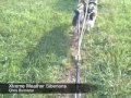 Salty Dawgs and Sled necks Trailer Salty Dawgs and Sled necks Trailer