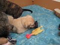 Presa Canario Pups Haarlem City NL 131108