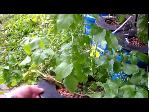 how to grow aeroponic potatoes