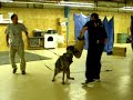 K9 Protection / Police training