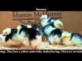 Video: Ancona Baby Chicks