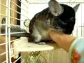 チンチラ茶々丸 ナデナデしちゃうぞぉ(●^o^●)
