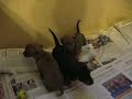 Baby Dachshunds at Play Baby Dachshunds at Play