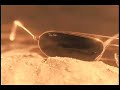 Ray Ban Spec Spot w/ Maria Bello