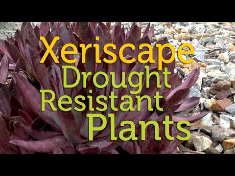 how to xeriscape on a budget