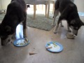 Lapska vallhunds bröder 6 månader