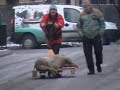 Am-plecat-cu-porcu-n