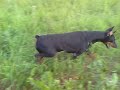 roxanne-and-the-doberman-gang.html