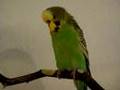 The budgie Lilo.