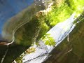 Jog Fish Pond - Episode 11 (carp fry) Jog Fish Pond - Episode 11 (carp fry)