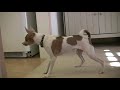 How to train your dog not to bark- episode 2- scary objects