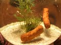 Banksy \"Village Pet Store and Charcoal Grill\" Art show tour - NYC 2008