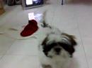 Shih Tsu play with patrick