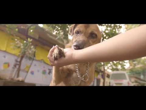 The Welfare Of Stray Dogs (WSD)-Adopt An Indie