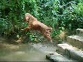 Baronessa z Petrovy p�lenky  is diving