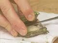 How to Shuck An Oyster How to Shuck An Oyster