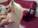 buba the dog
