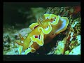 SAX3D Holographic Interactiv Display HOPS