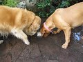 dogue de bordeaux y golden retriver (Dominga y Polo)
