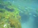 Trip to Xel-Ha Manele-Gratis.net