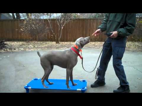 how to train weimaraner
