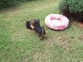 yorkshire Terrier Male puppies at Play