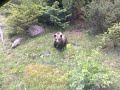 Ursu pe la cota 1400 sinaia