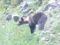 Ursu pe la cota 1400 sinaia