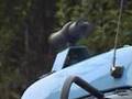 TrainHorn of Japan ホイッスル AW-2を吹鳴してみよう！