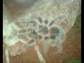 videos de Lasiodora difficilis (Hat endlich ihr neues heim)