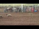 3 sheep attacker 1 sheep