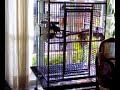 El SONIDO DEL PIROPO CON 5 MESES DE EDAD