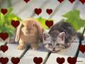 cute cats and dogs 2 cute cats and dogs 2