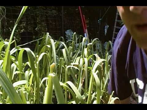how to harvest garlic nz