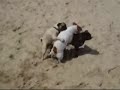 Doggy Style