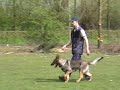 Flexa vom Banholz SchH1 B Flexa vom Banholz SchH1 B