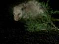 Don't Piss Off A Possum When Your Trying to Save It