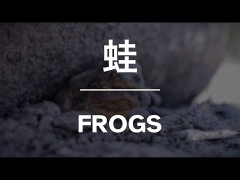 動画