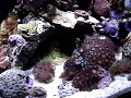 Vortech MP20 on Biocube 14 (day time) Vortech MP20 on Biocube 14 (day time)