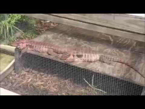 YouTube reptile video