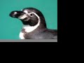 Penguin Swimming (by TagTooga.com)