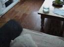 Border collie puppy Amy\